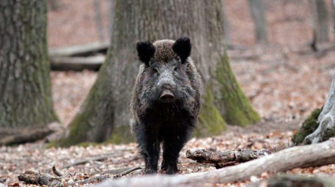 Focar de pestă porcină africană confirmat în raionul Leova: șapte mistreți găsiți morți