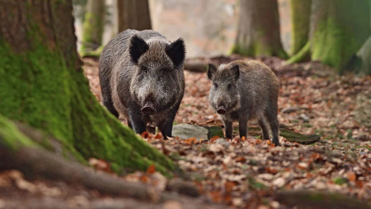 Avertisment privind răspândirea pestei porcine: Producătorii cer reluarea urgentă a vânătorii de mistreți